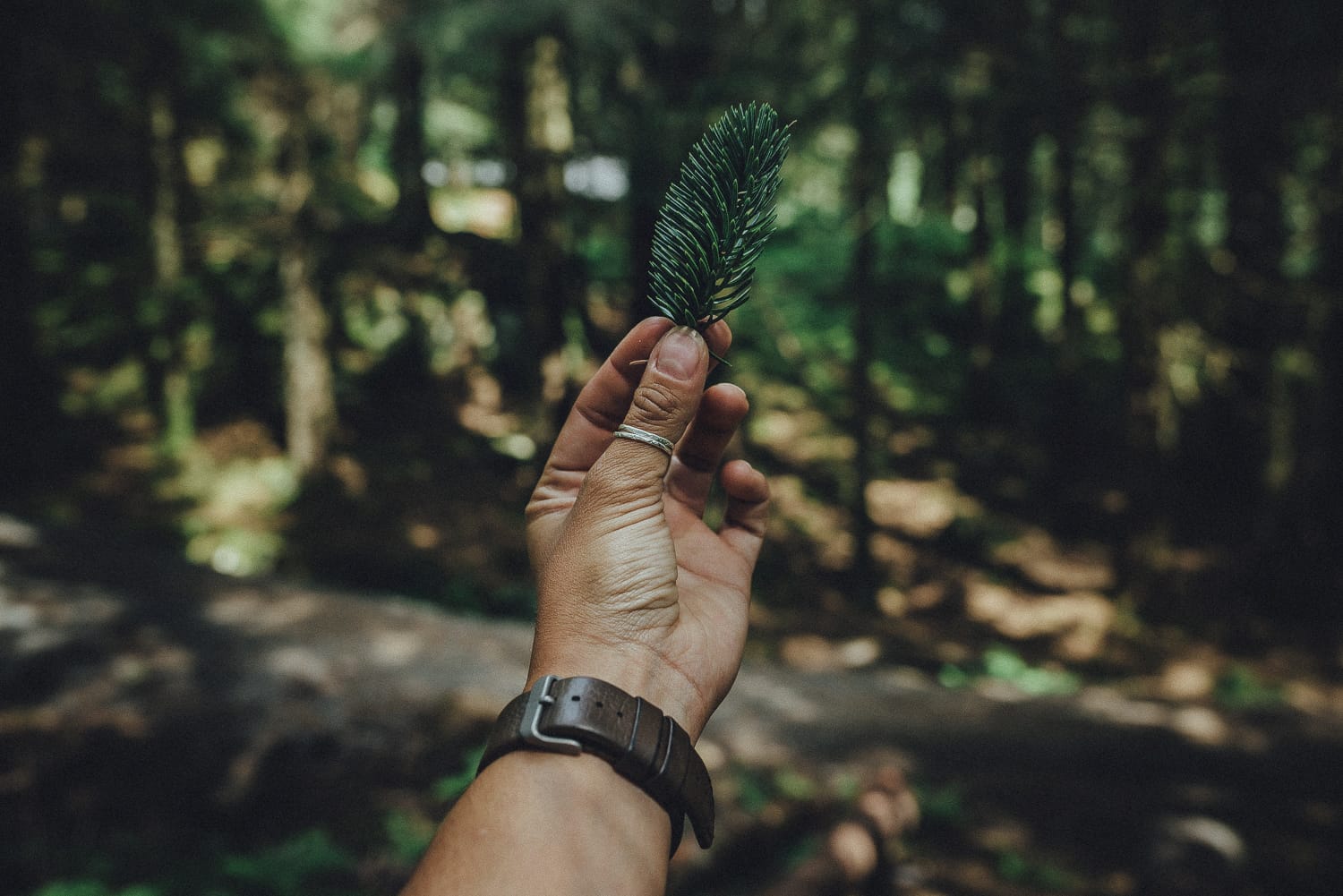 Fir cone