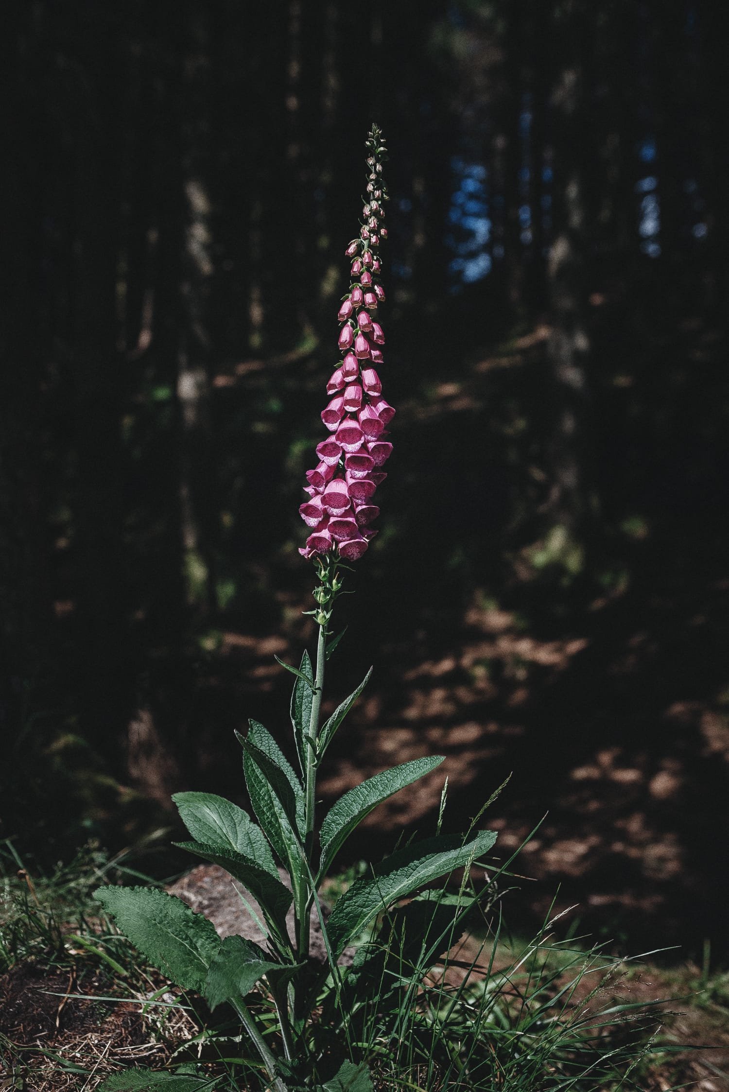wild flower on mount Fløyen