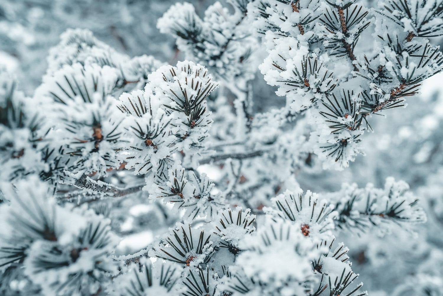 snow covered pine needles