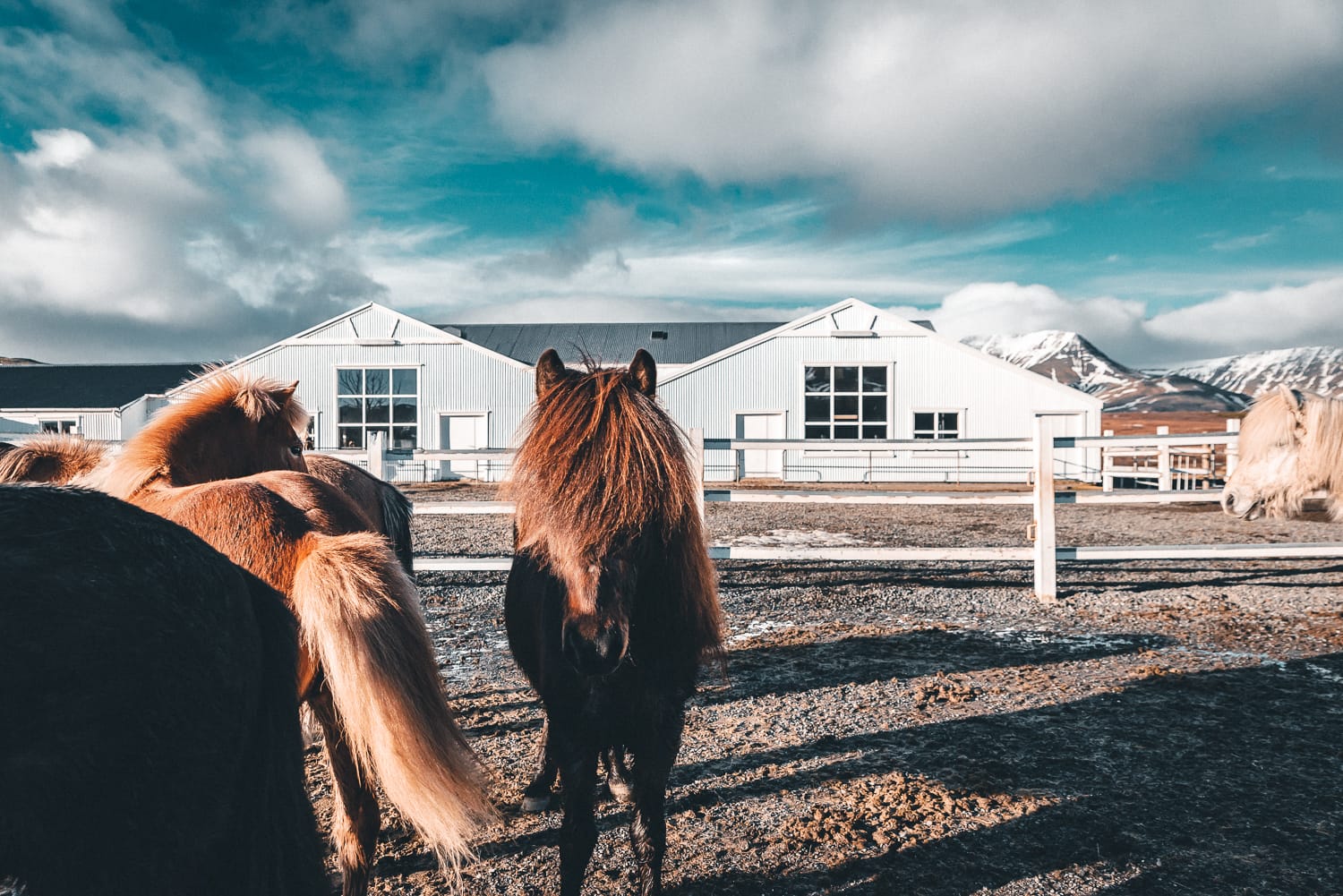Laxnes Horse Farm Iceland