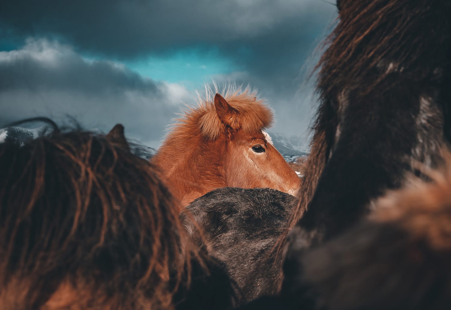 Laxnes Horse Farm Iceland