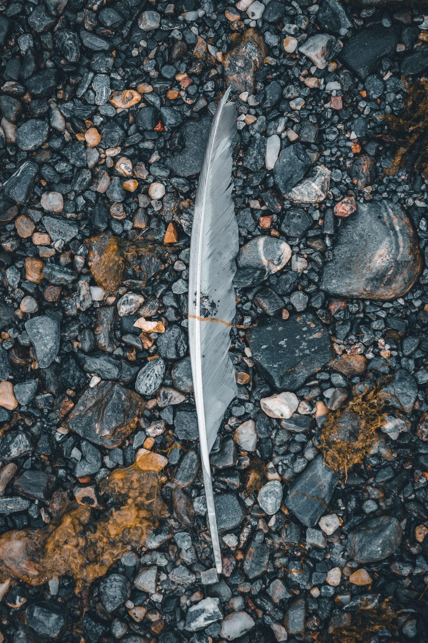 feather on a beach