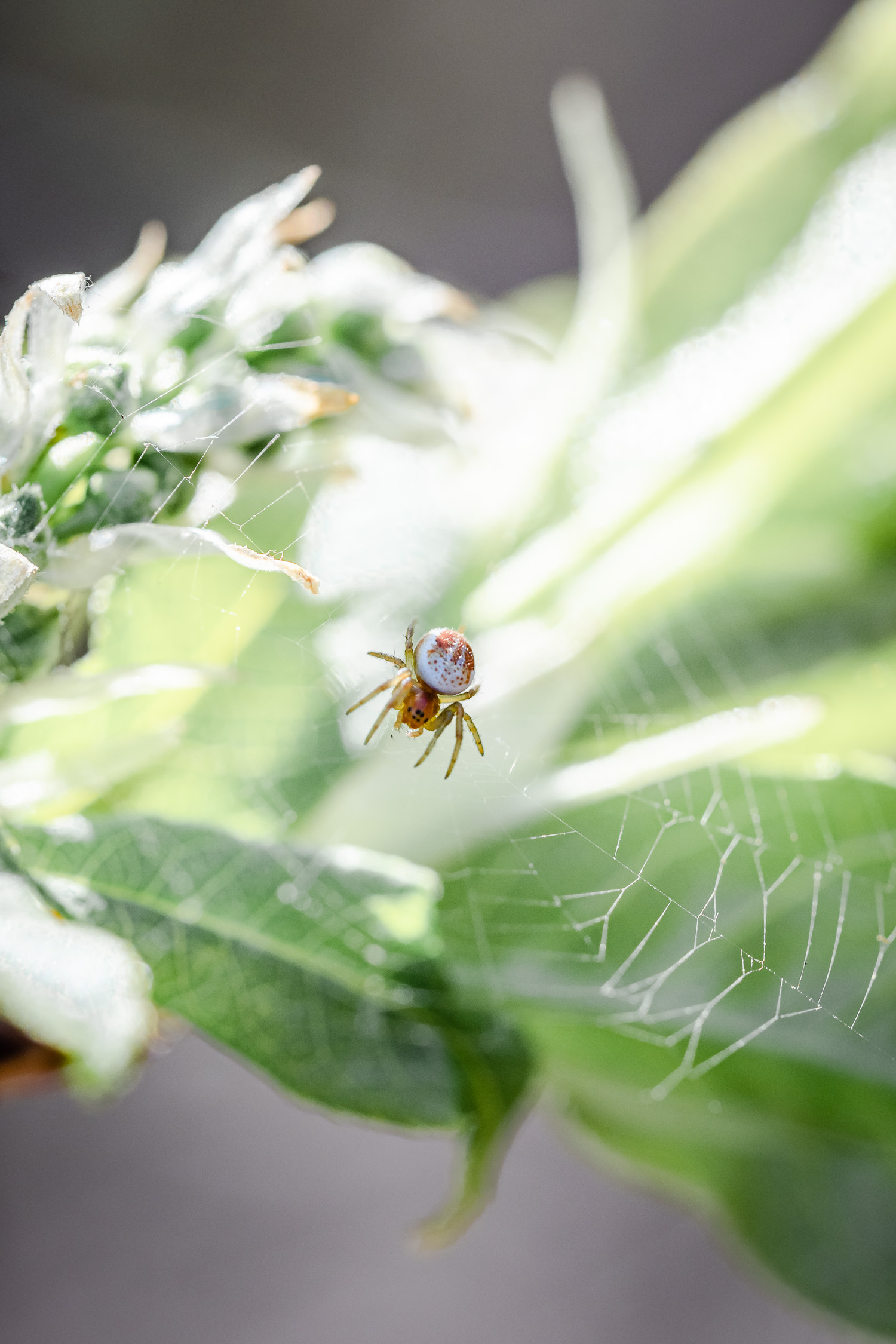 tiny spider
