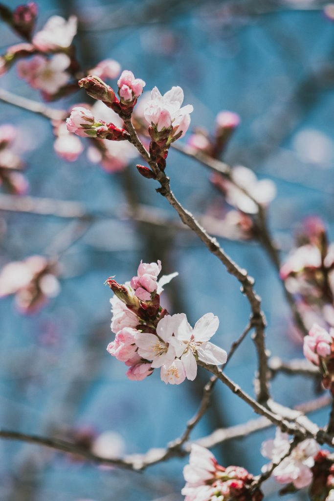 Cherry Blossom