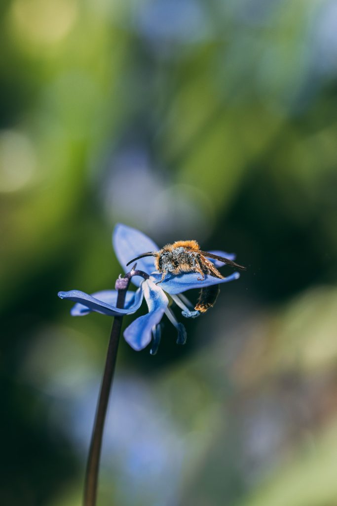 Bee on a blue flower