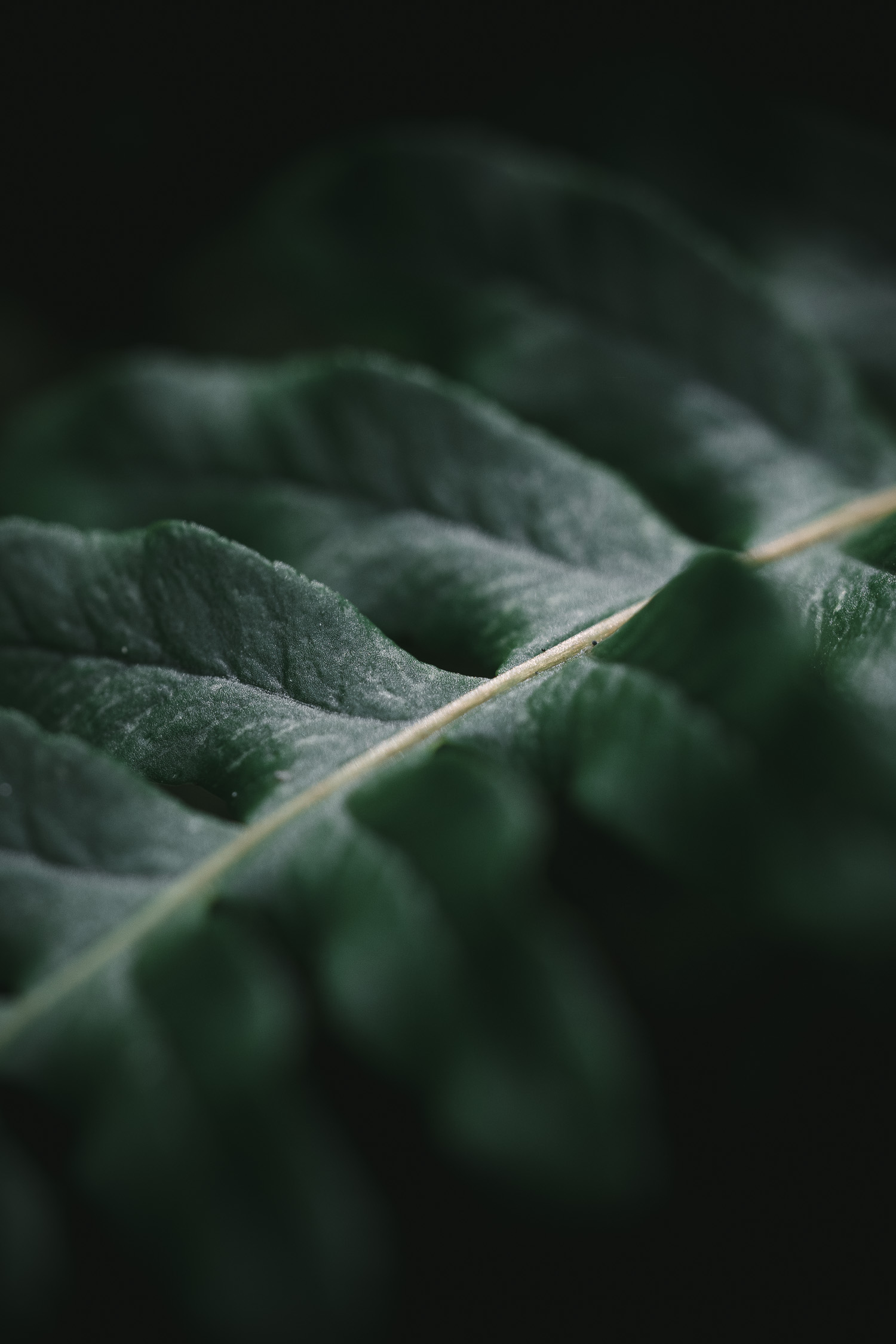 close up of a fern