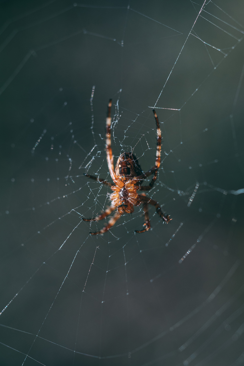 spider