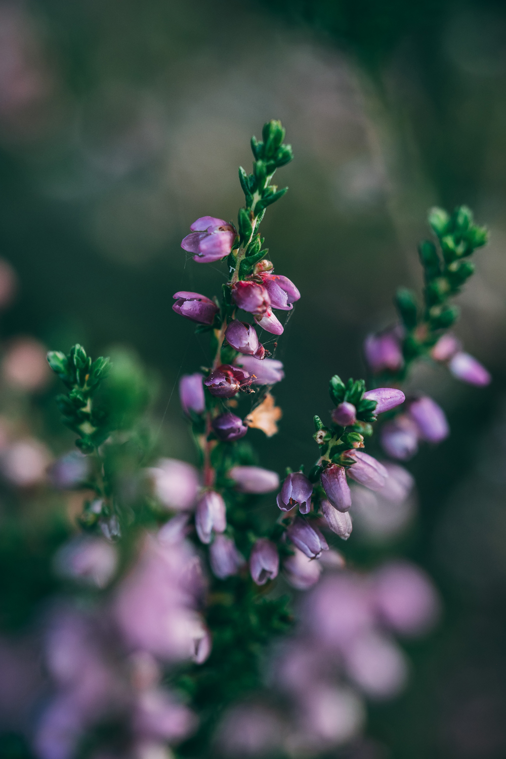 heather
