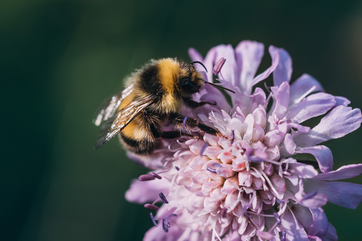 bumblebee