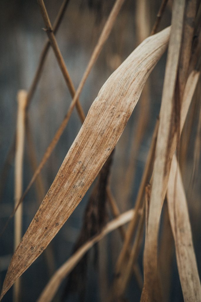 brown grass by a lake