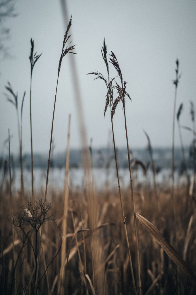 brown grass by a lake