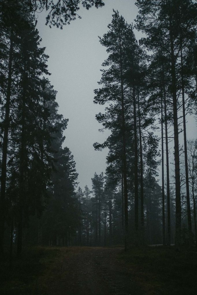 foggy forest