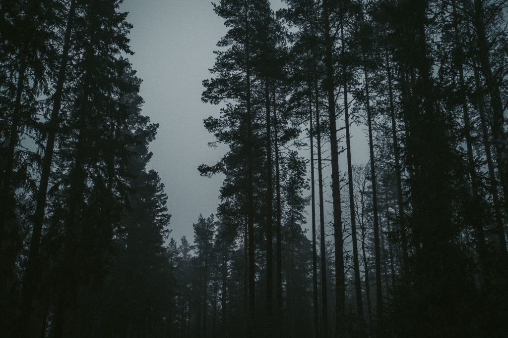 foggy forest