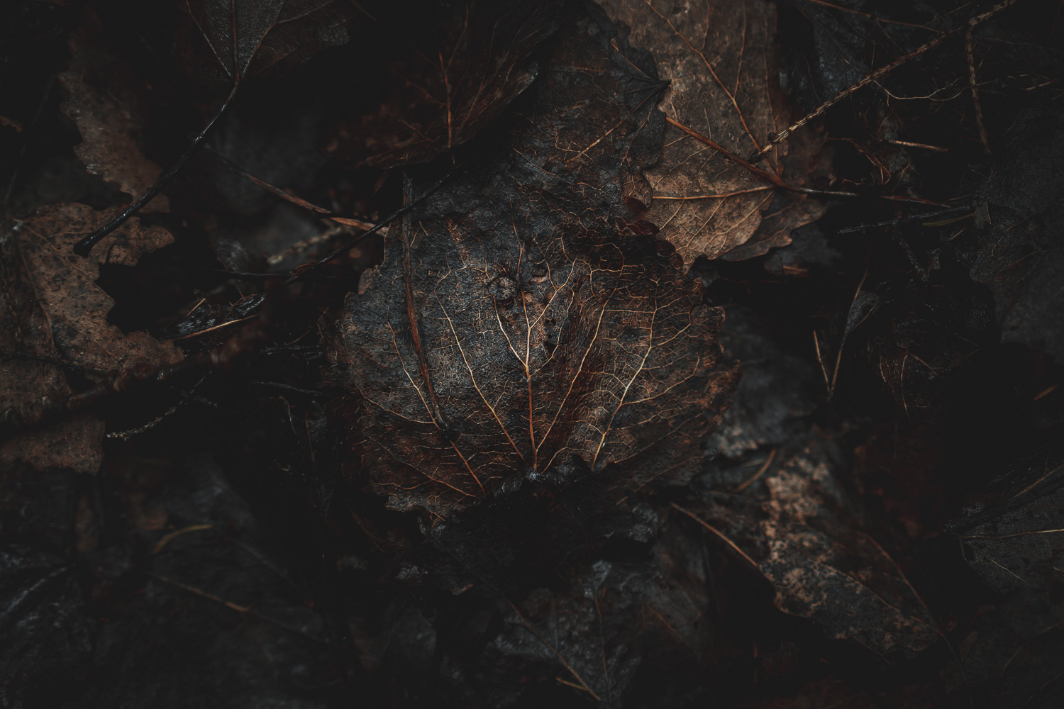wet fall leaves