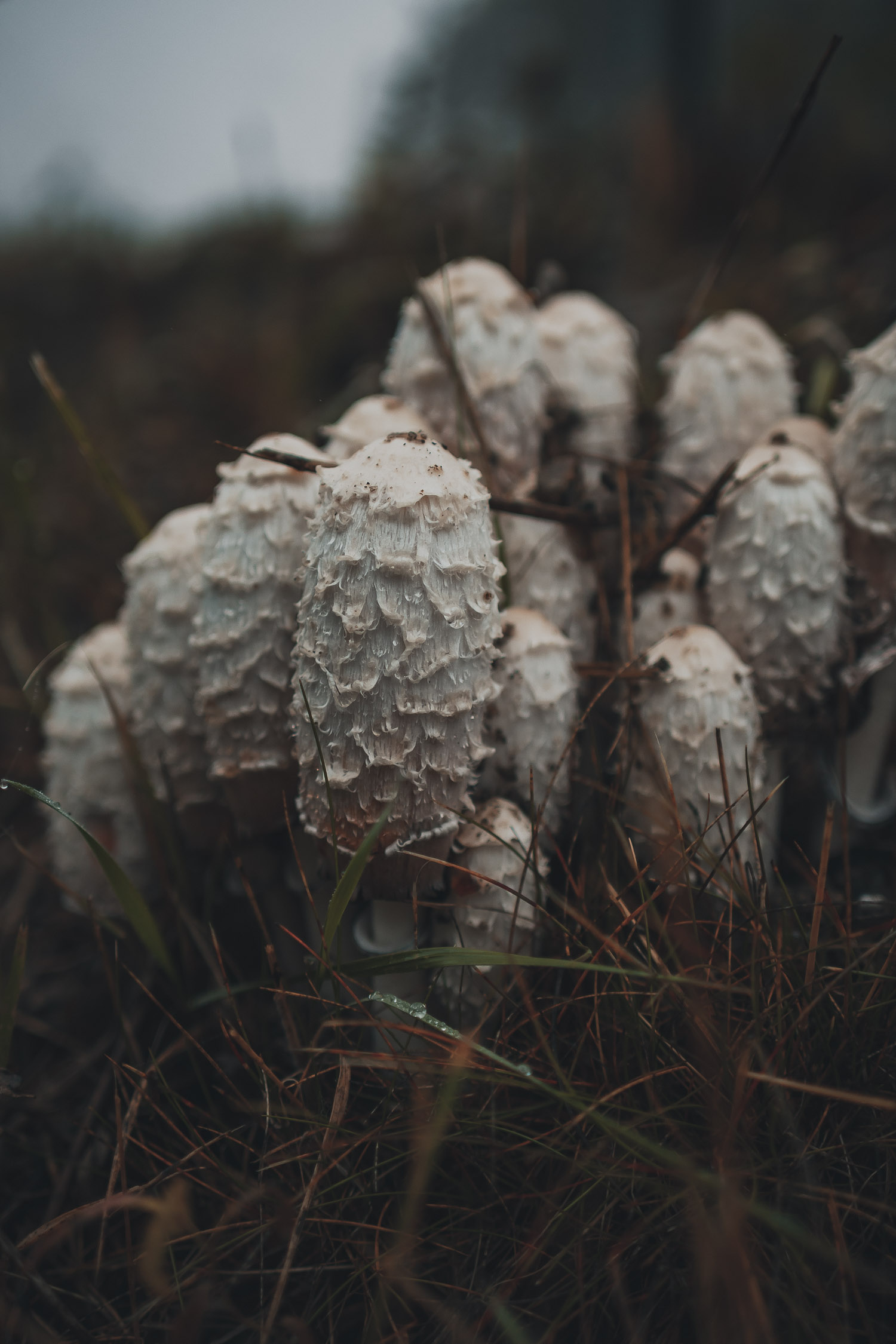 Shaggy ink caps in the rain