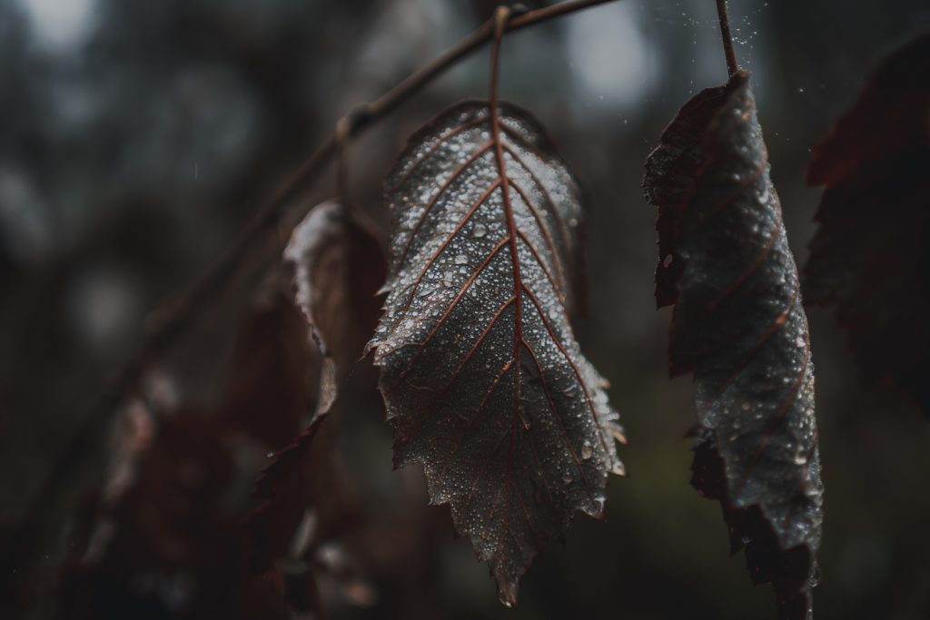 glistening wet leaves