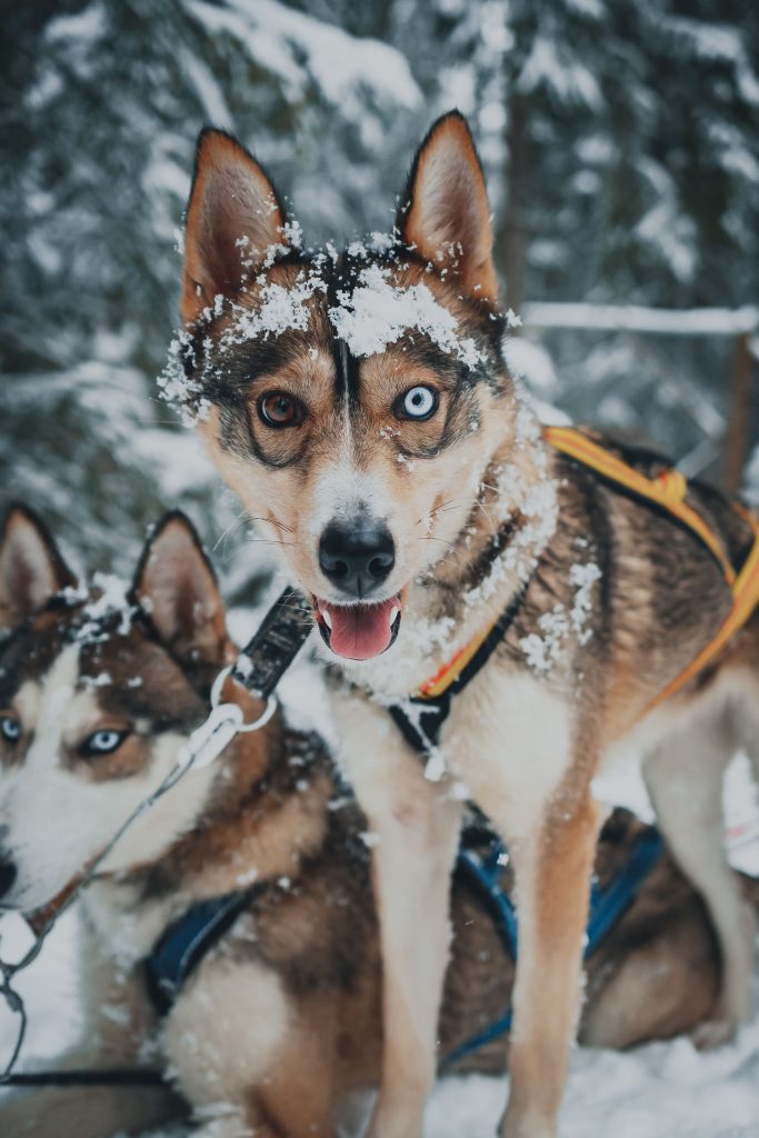 below zero husky tours