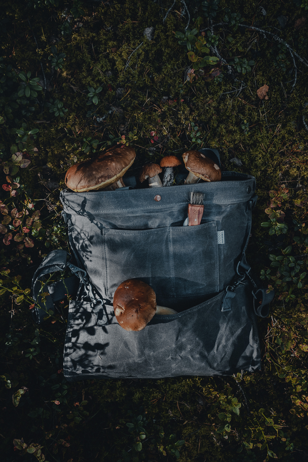 mushrooms in a foraging bag