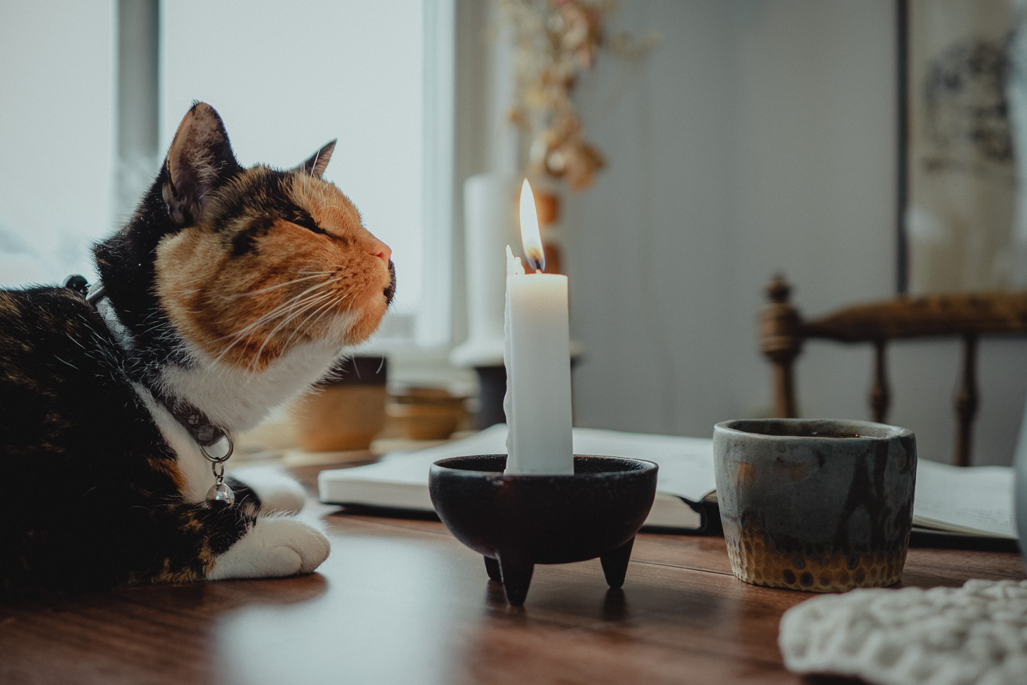 calico cat exploring a candle