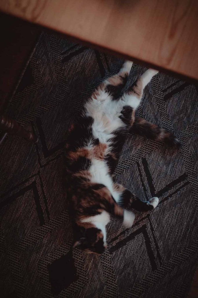 cat stretching on floor