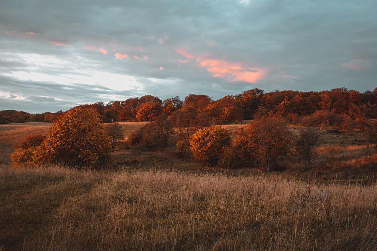 autumn trees on a golden field in sunset