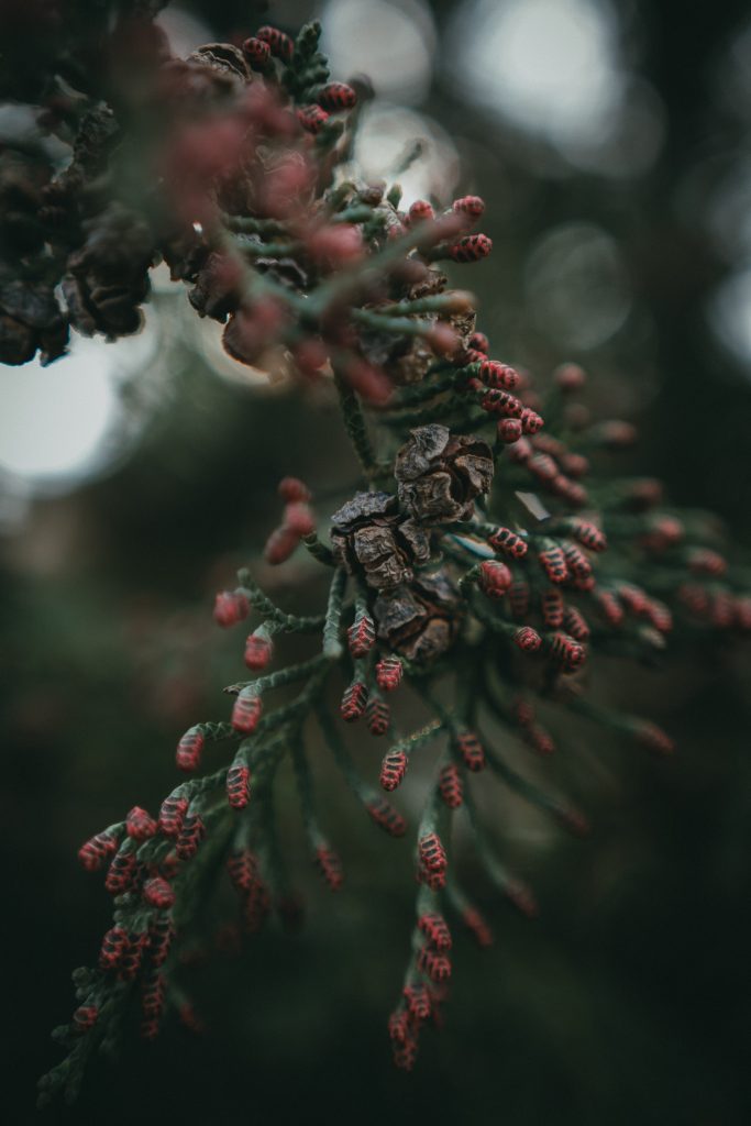 cedar cones