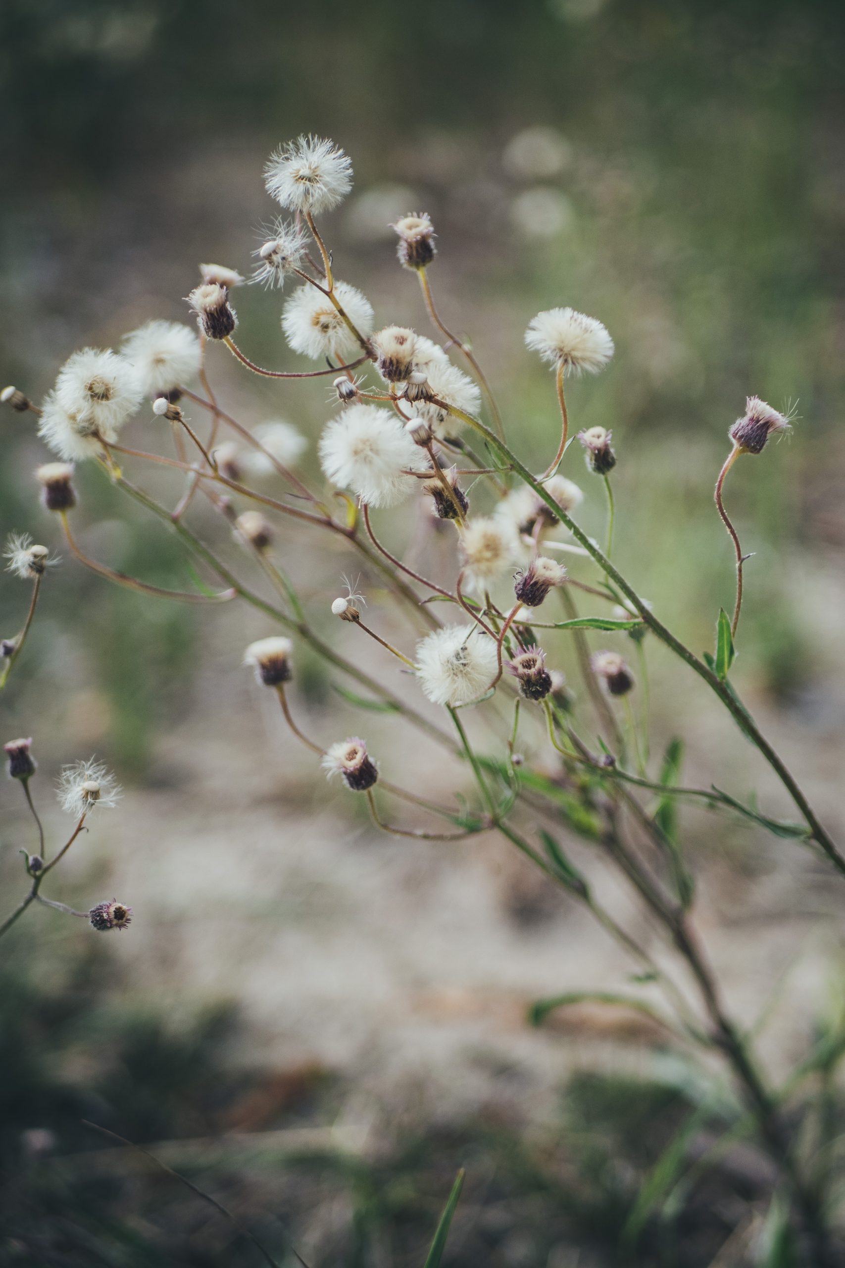 wildflowers