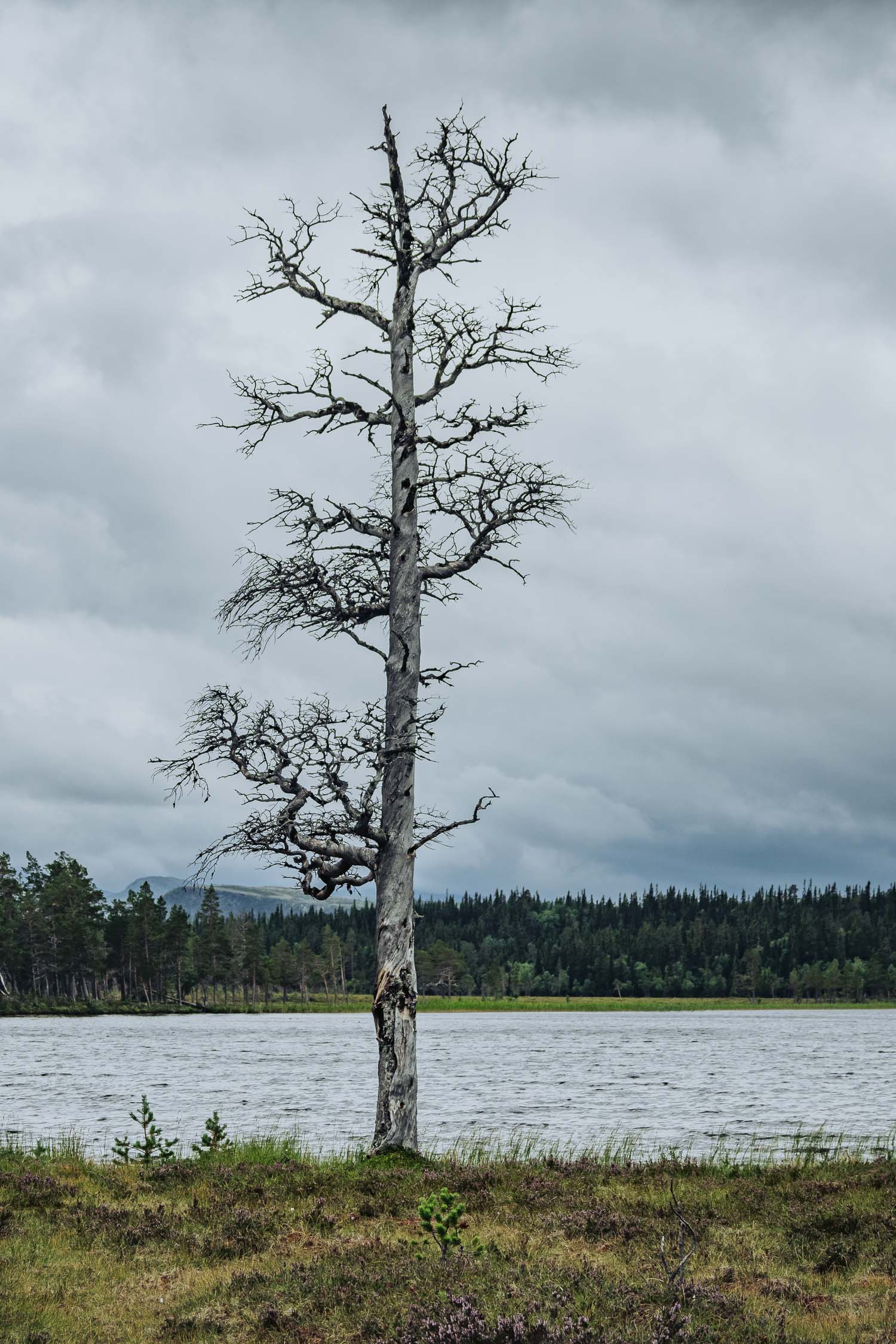 deadstanding tree