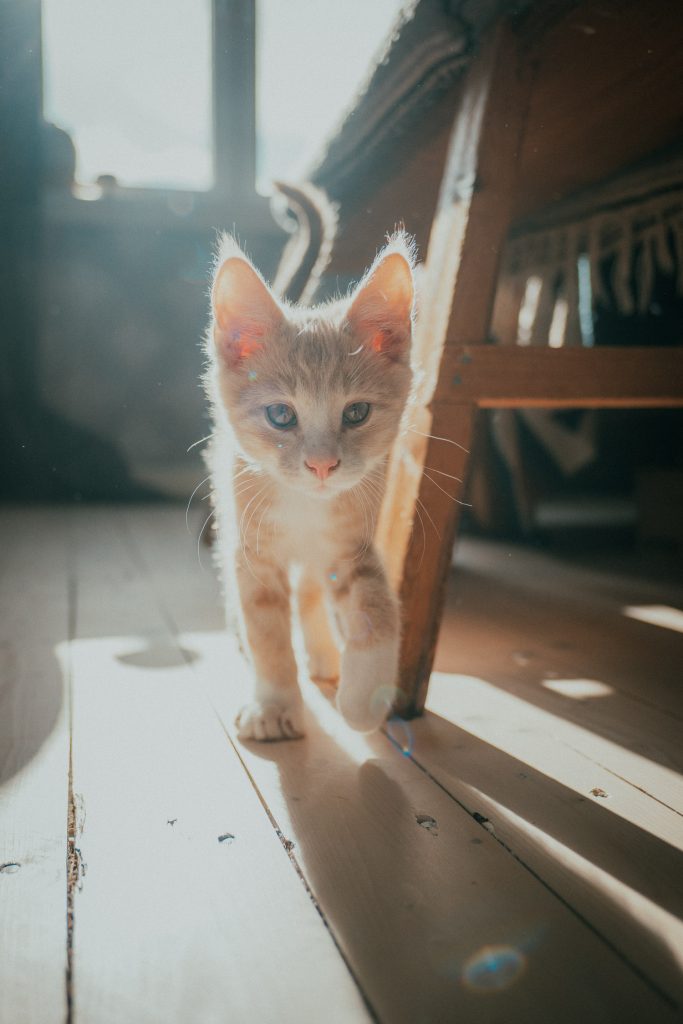 kitten on a sunny floor