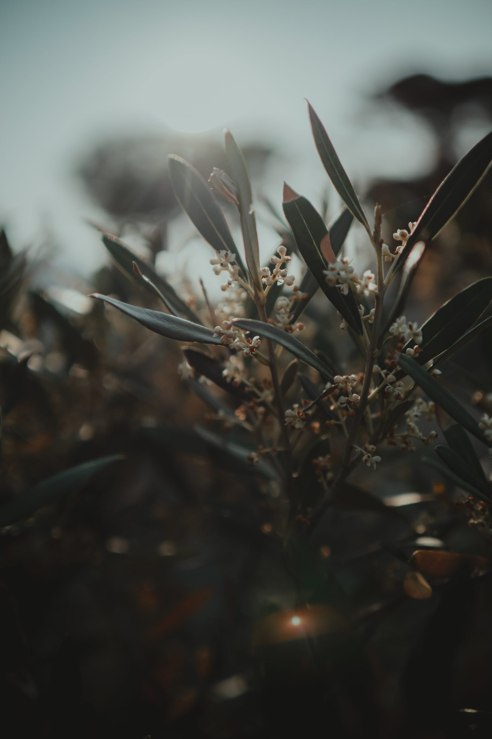 Green plant sunset Spain