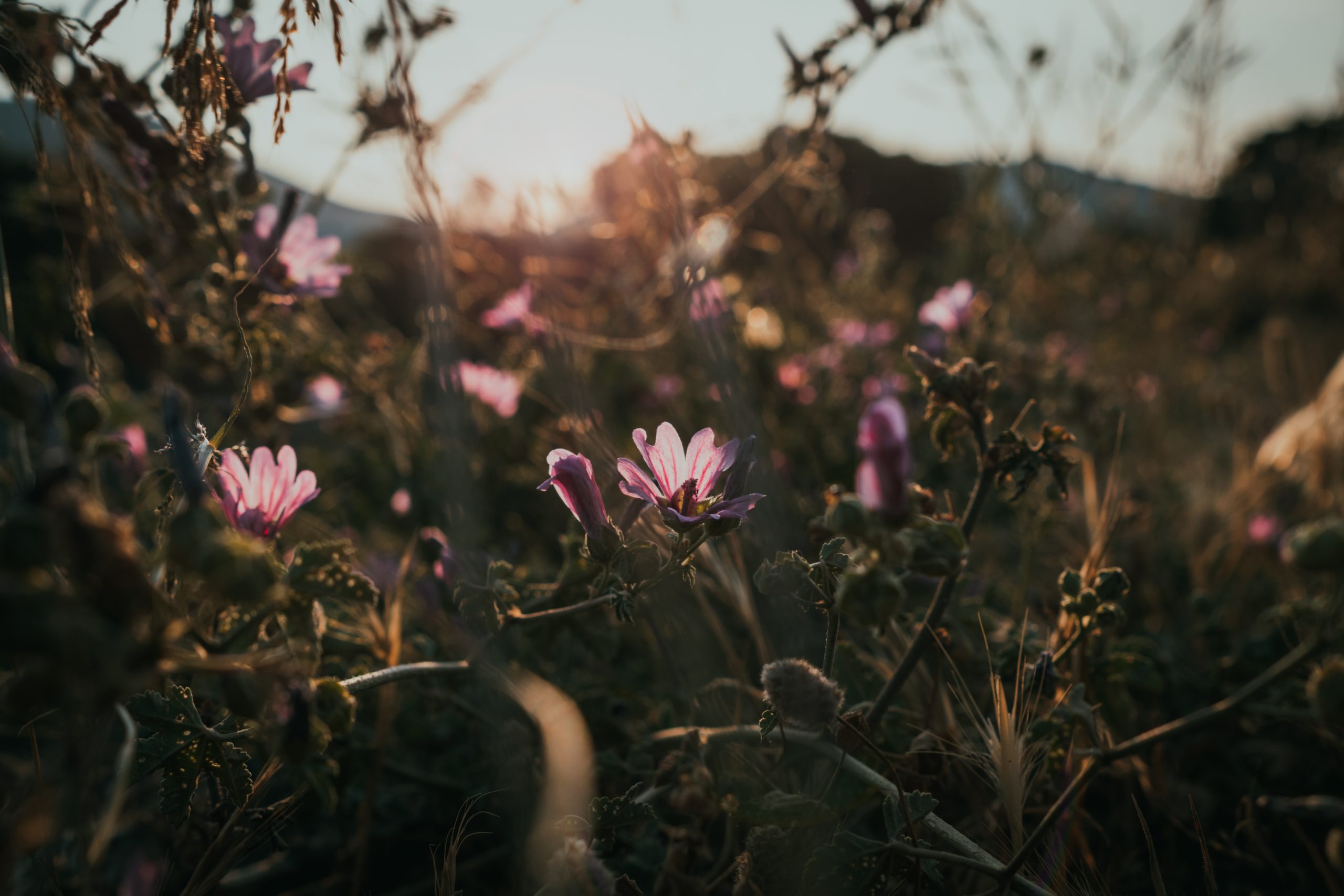 purple flower sunset Spain
