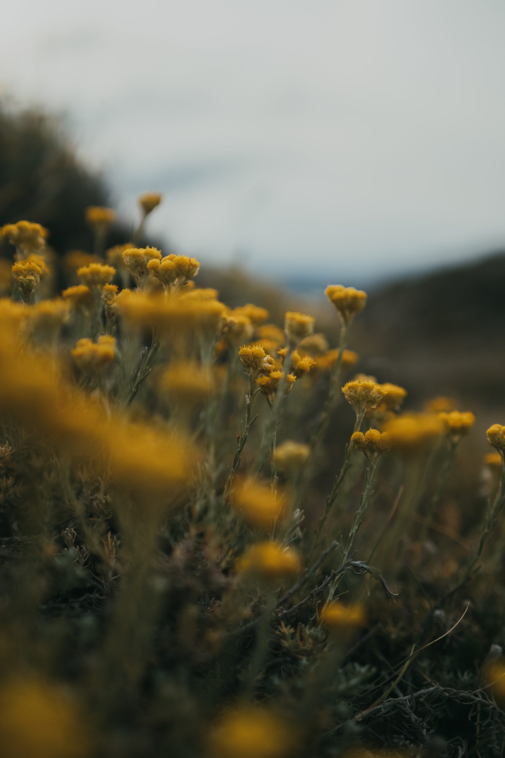 yellow flowers in Spain