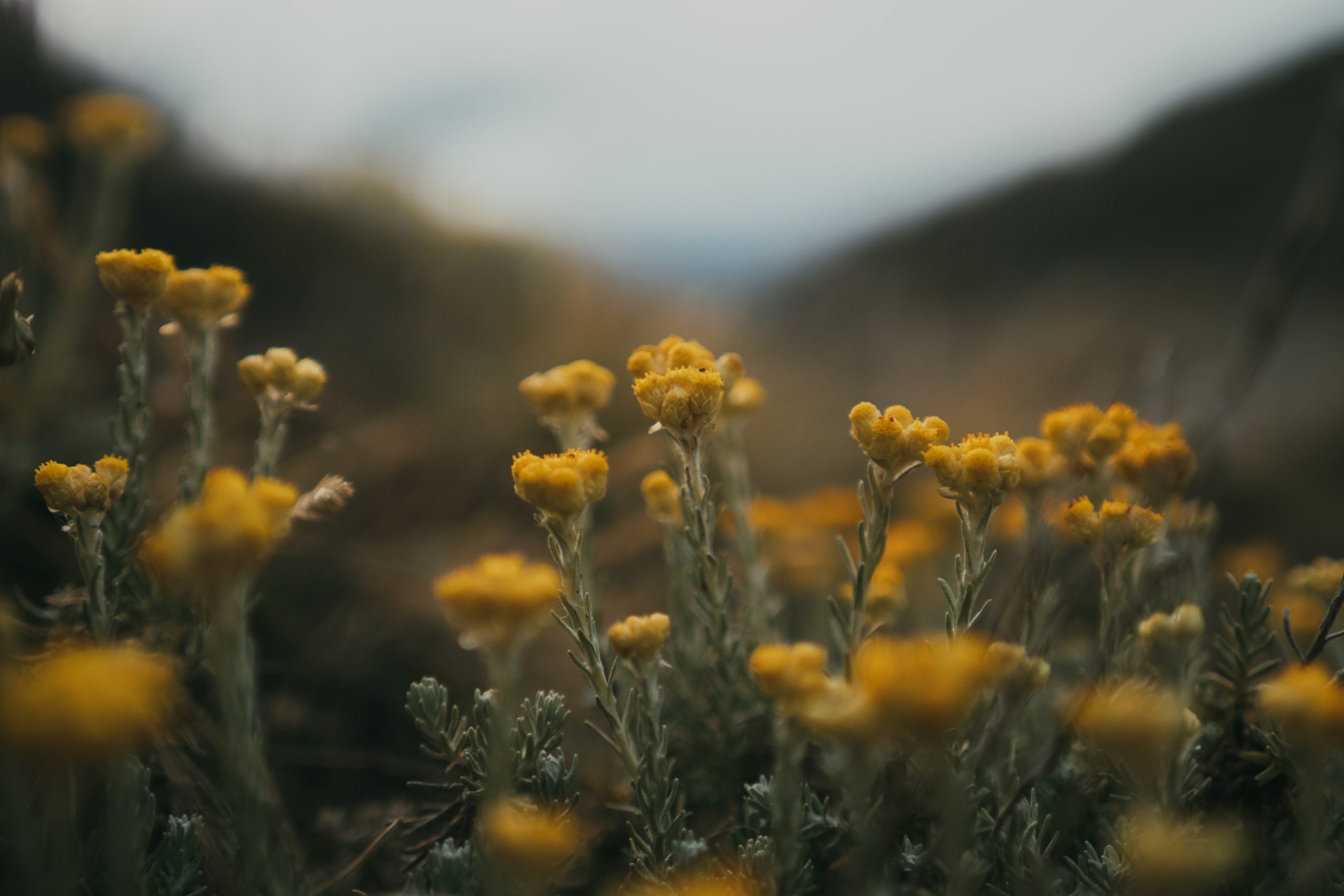 yellow flowers in Spain