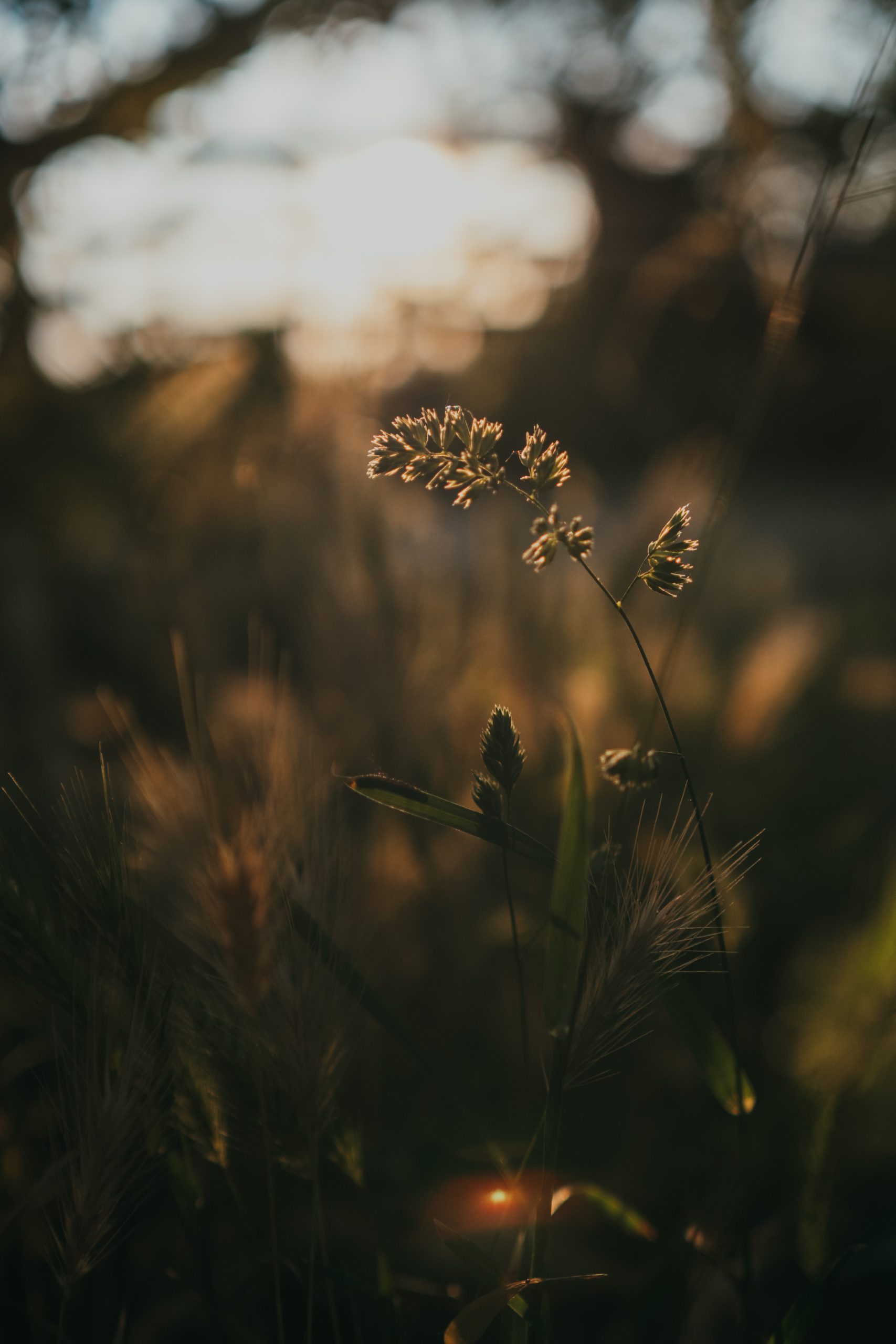 golden grass in the sunset