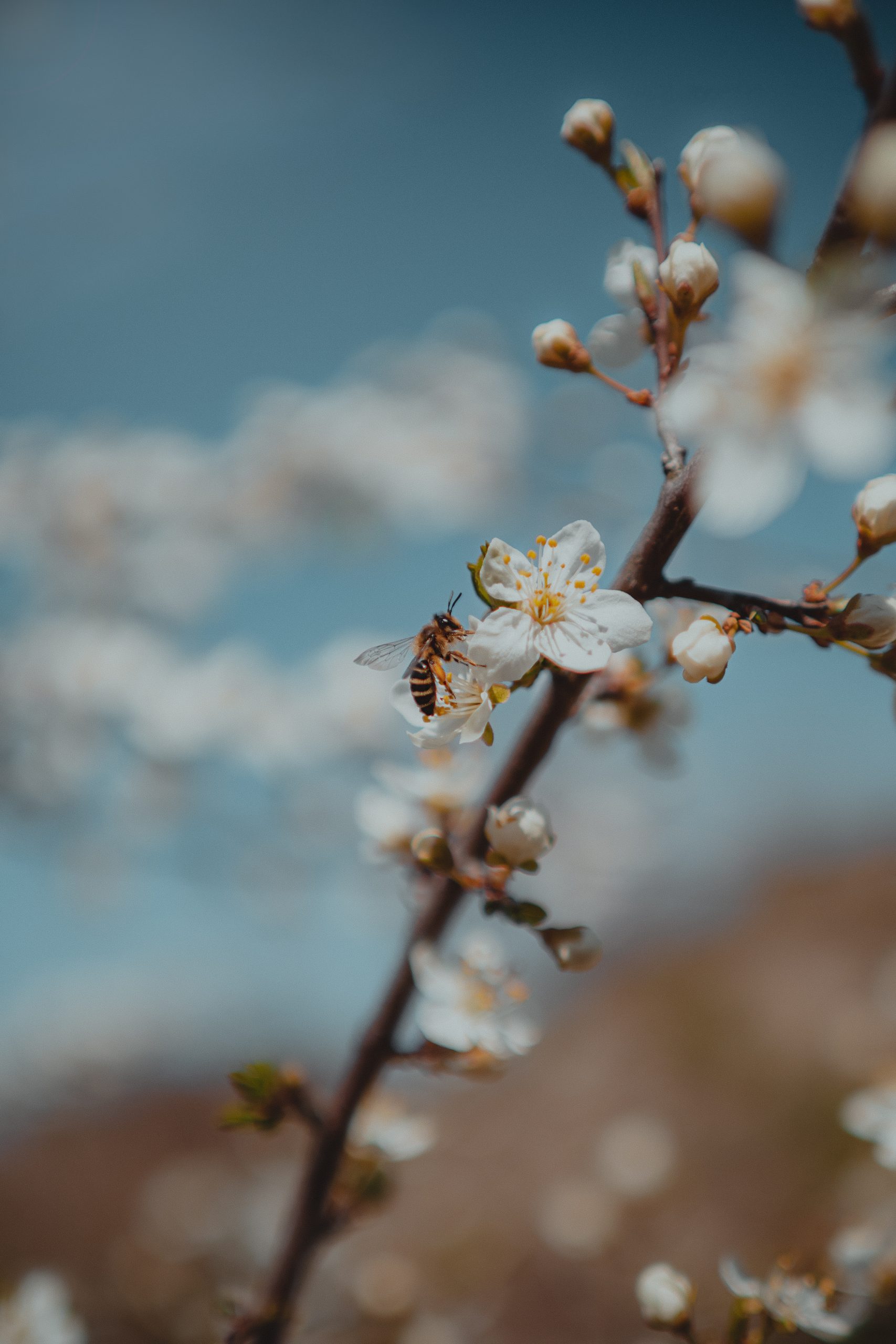 Spring in Gdansk, Poland