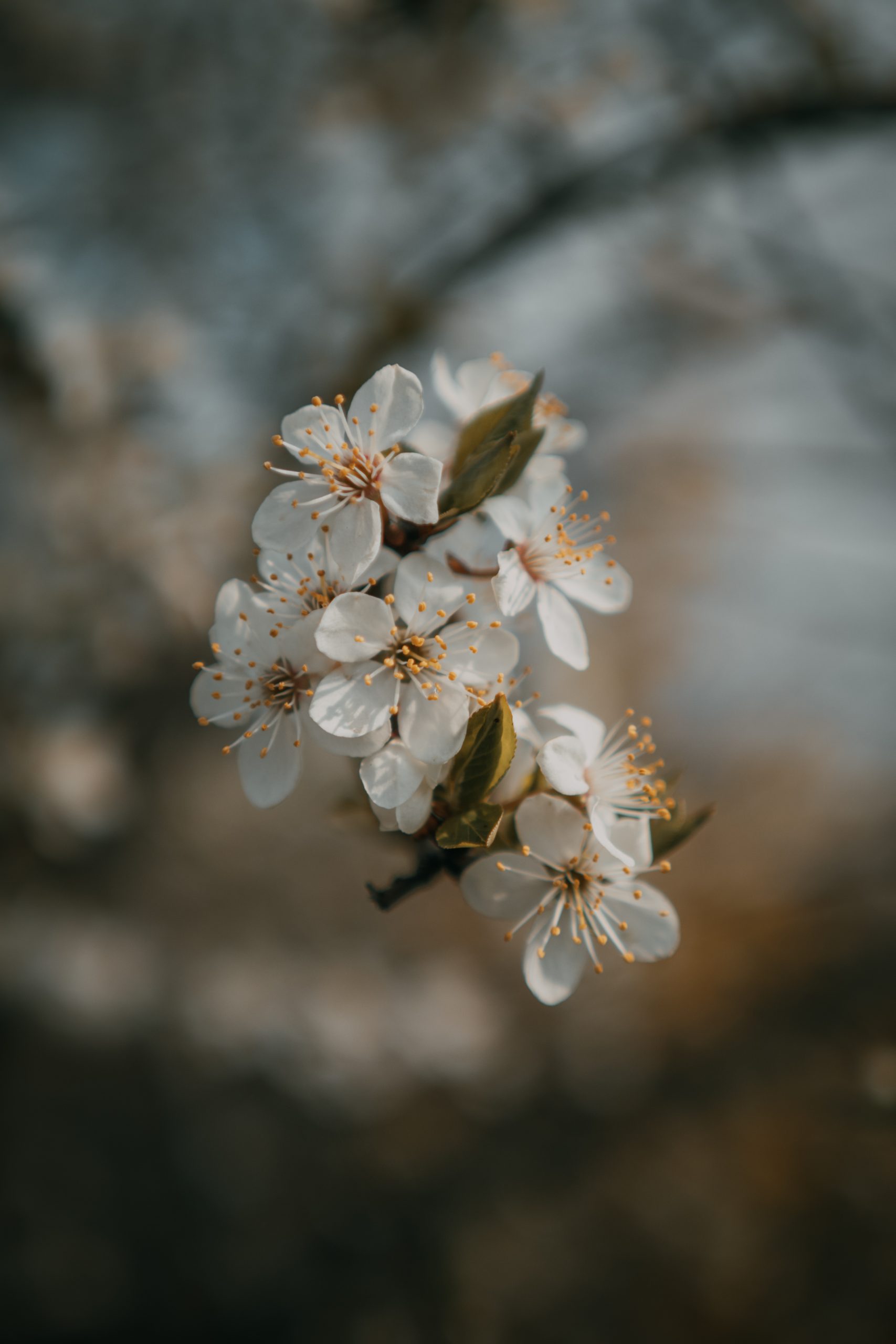 Spring in Gdansk, Poland