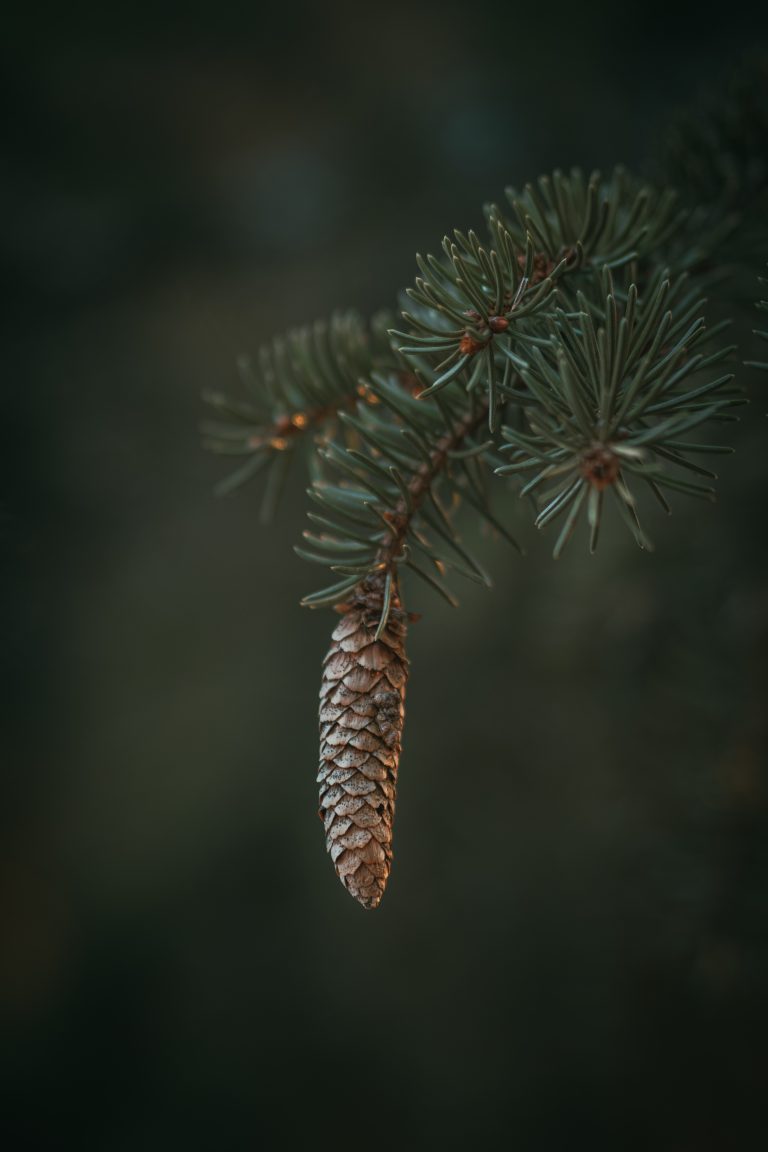 Grain & Fern Preset Collection