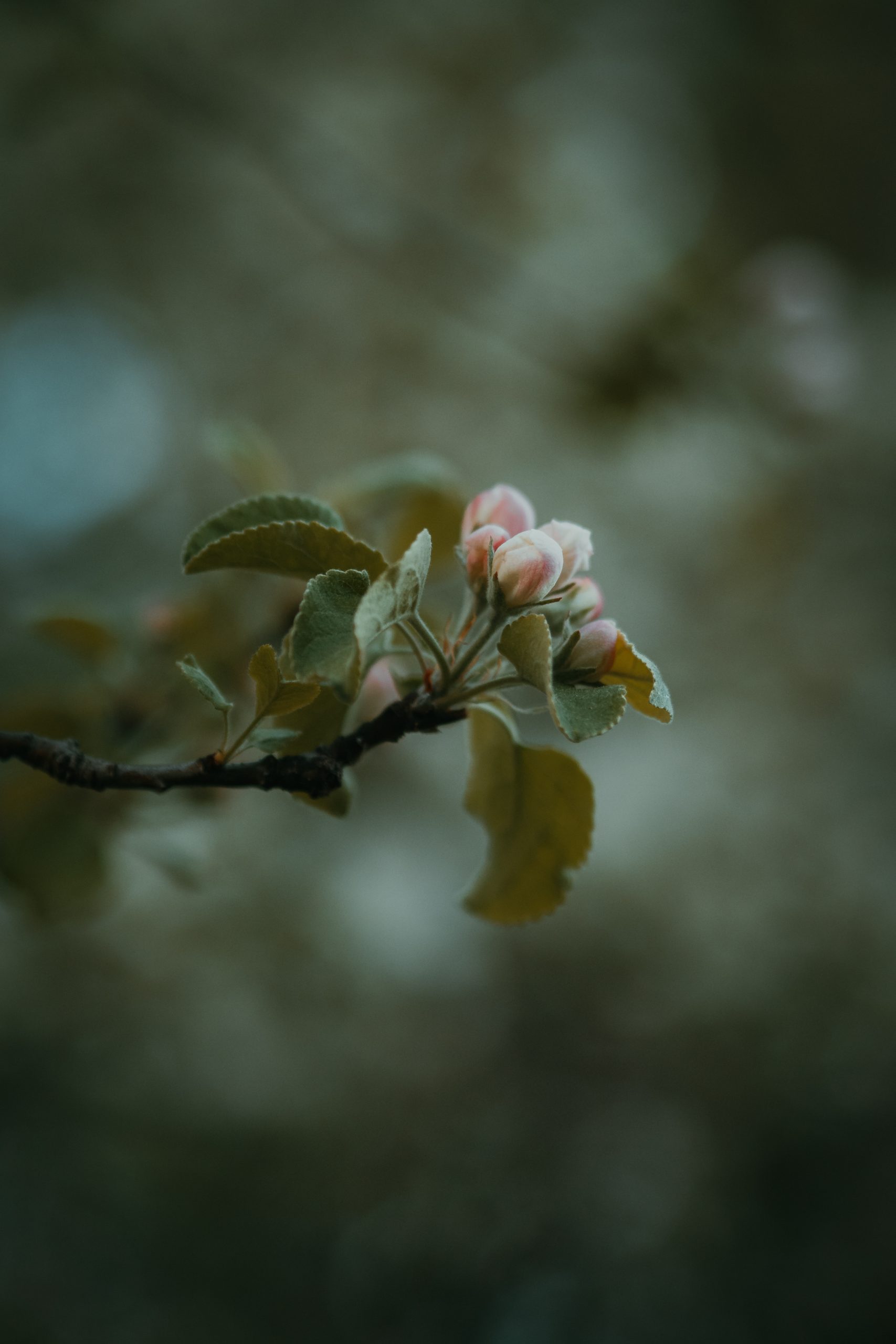 apple blossom