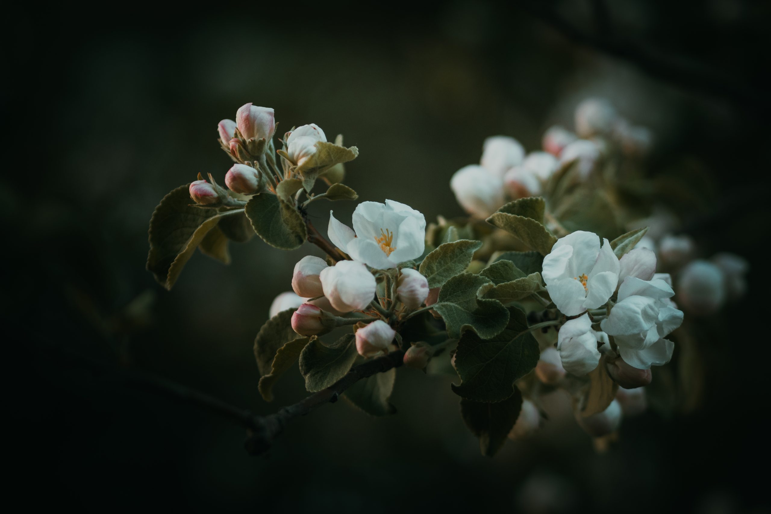 apple blossom
