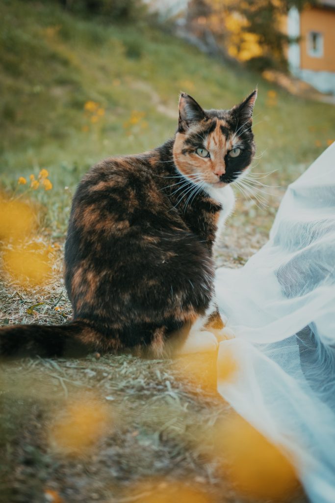 cat sitting by a planter box