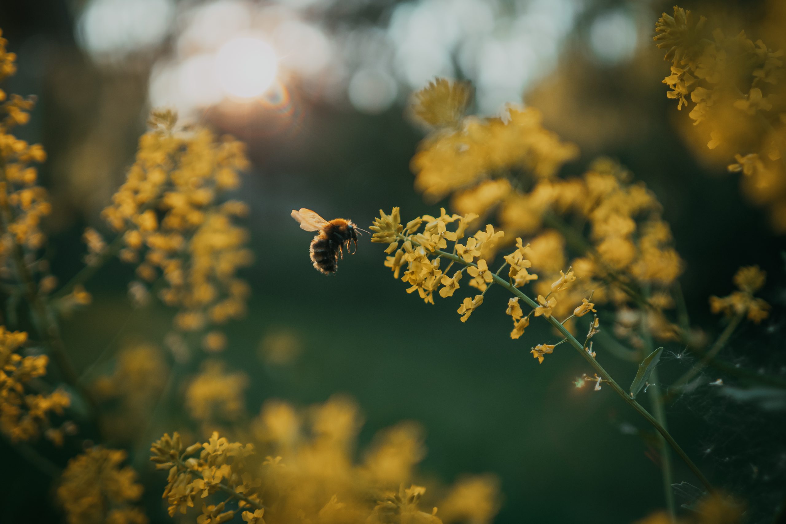 bumblebee flying by rocket cress