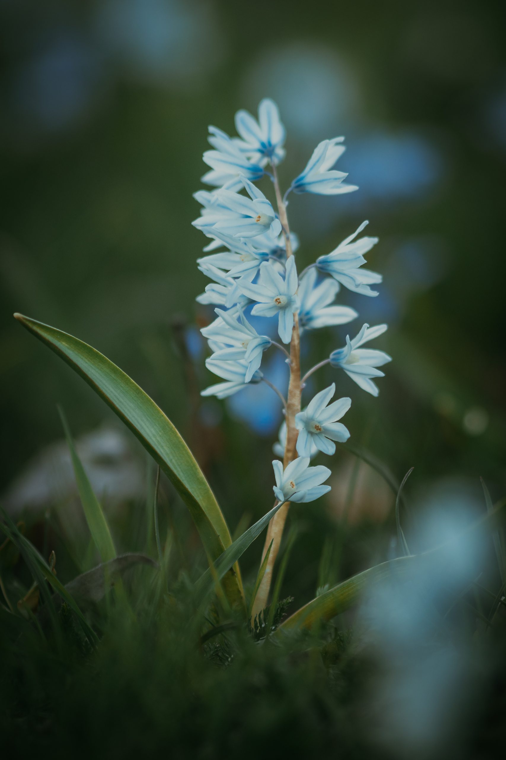 blue wildflower