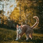 cat in sunset