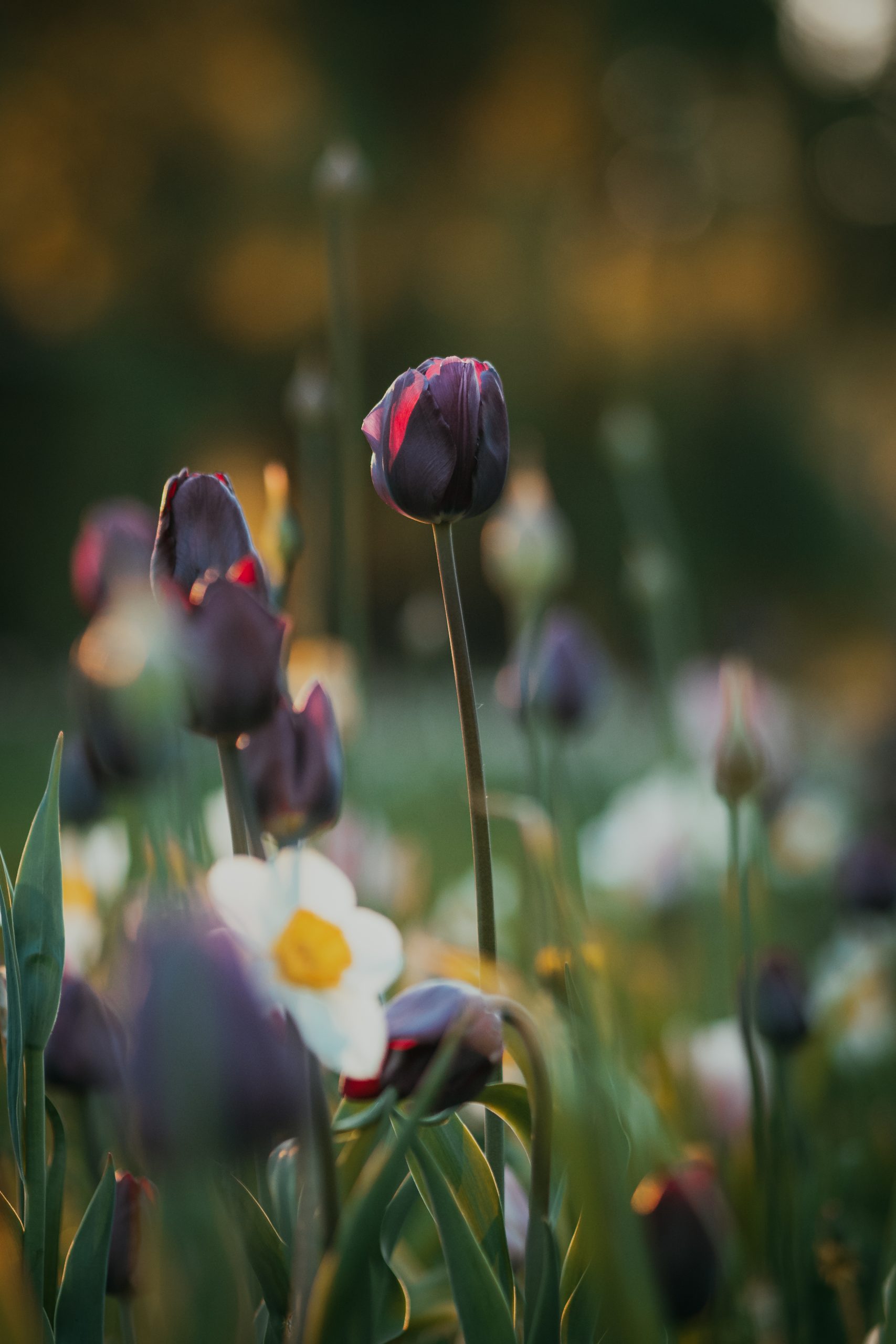tulips