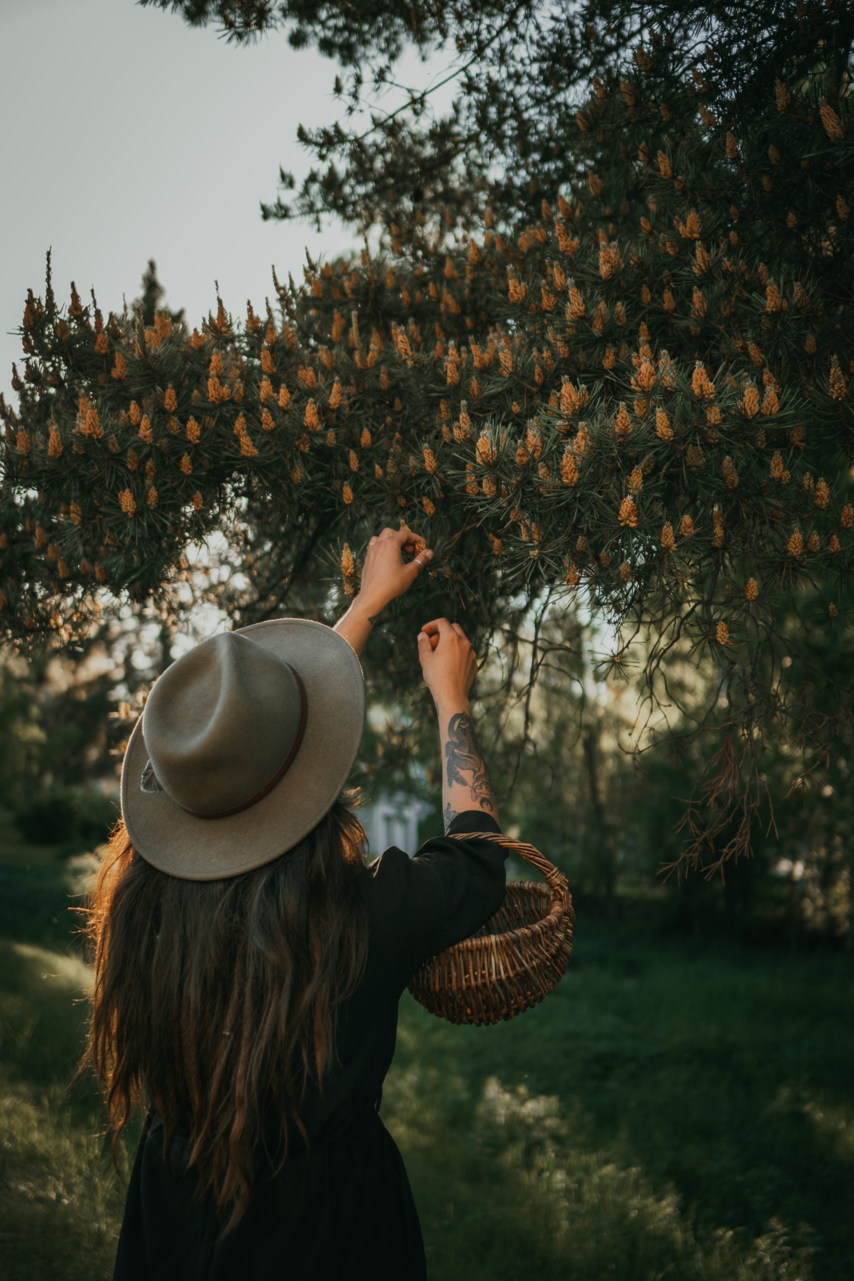 honey fermented pine shoots