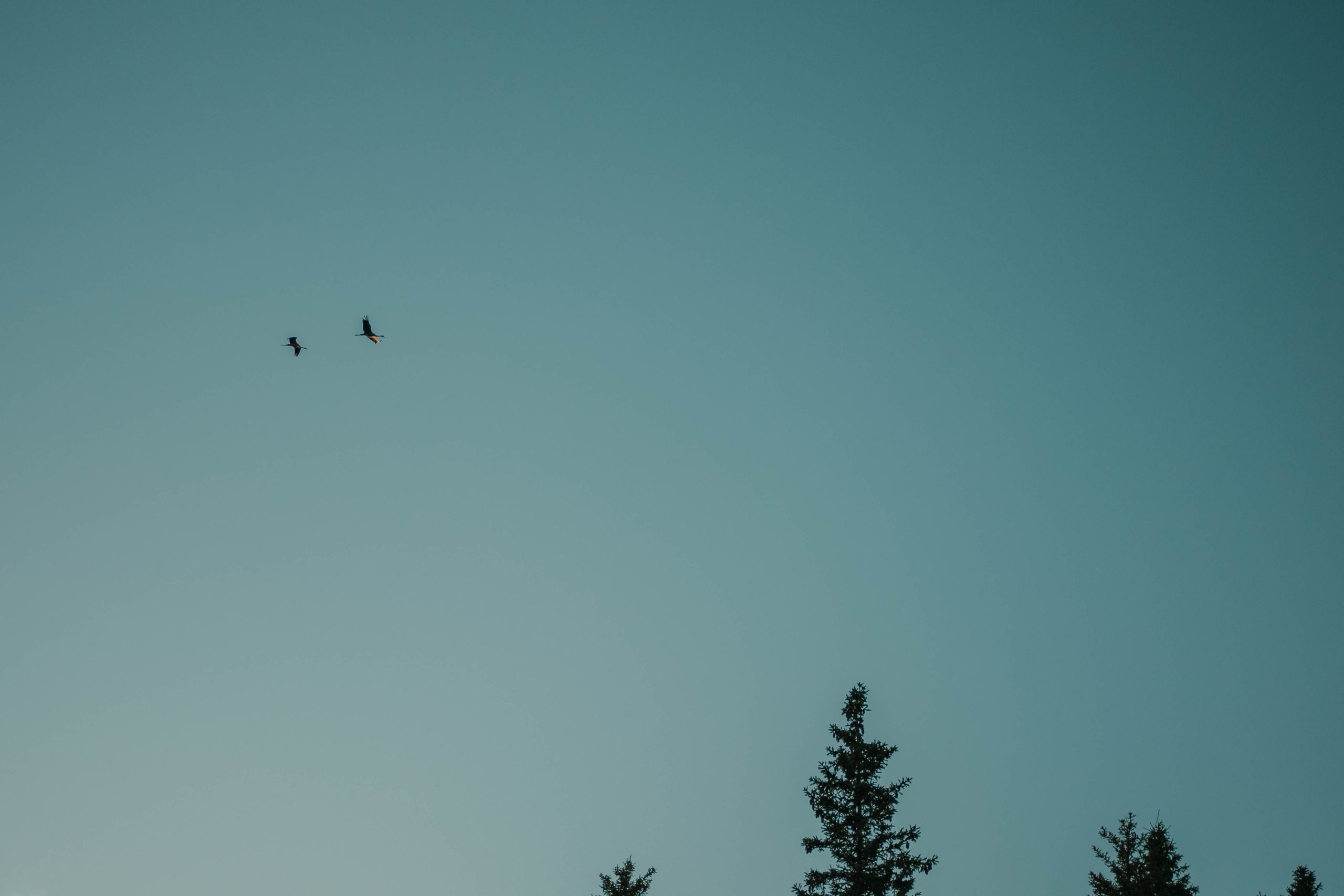 silhouettes of birds against a blue sky