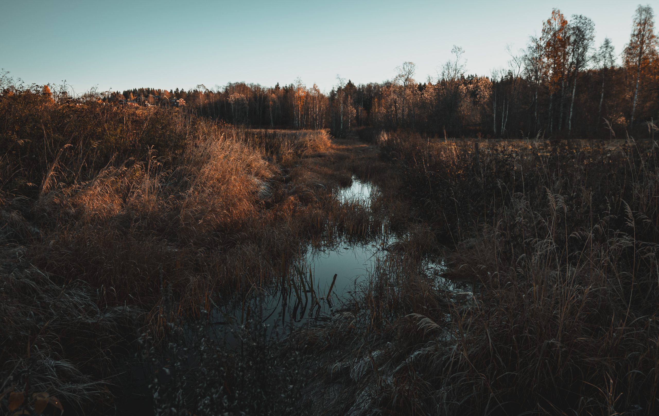 frosty grass and blue water