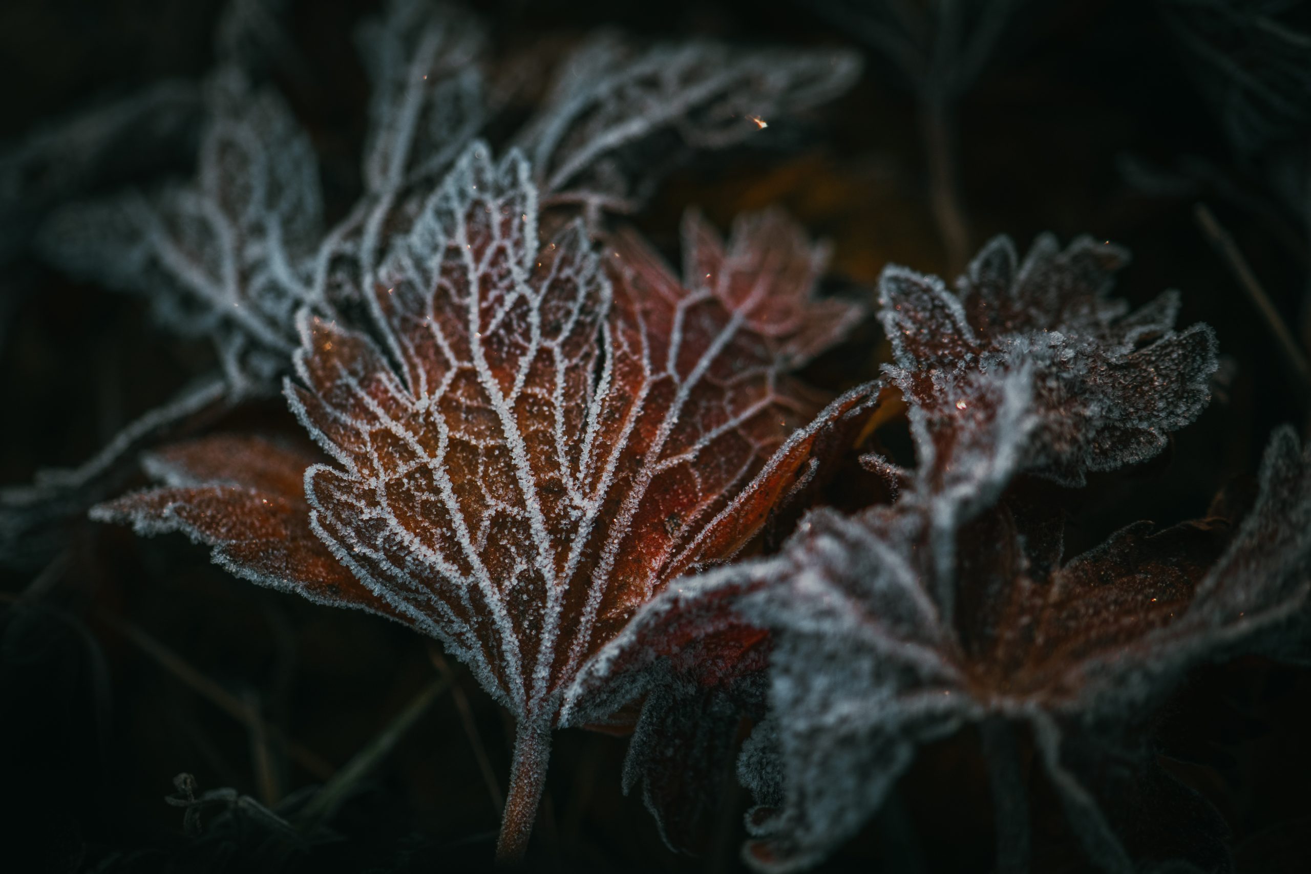 frosty leaves