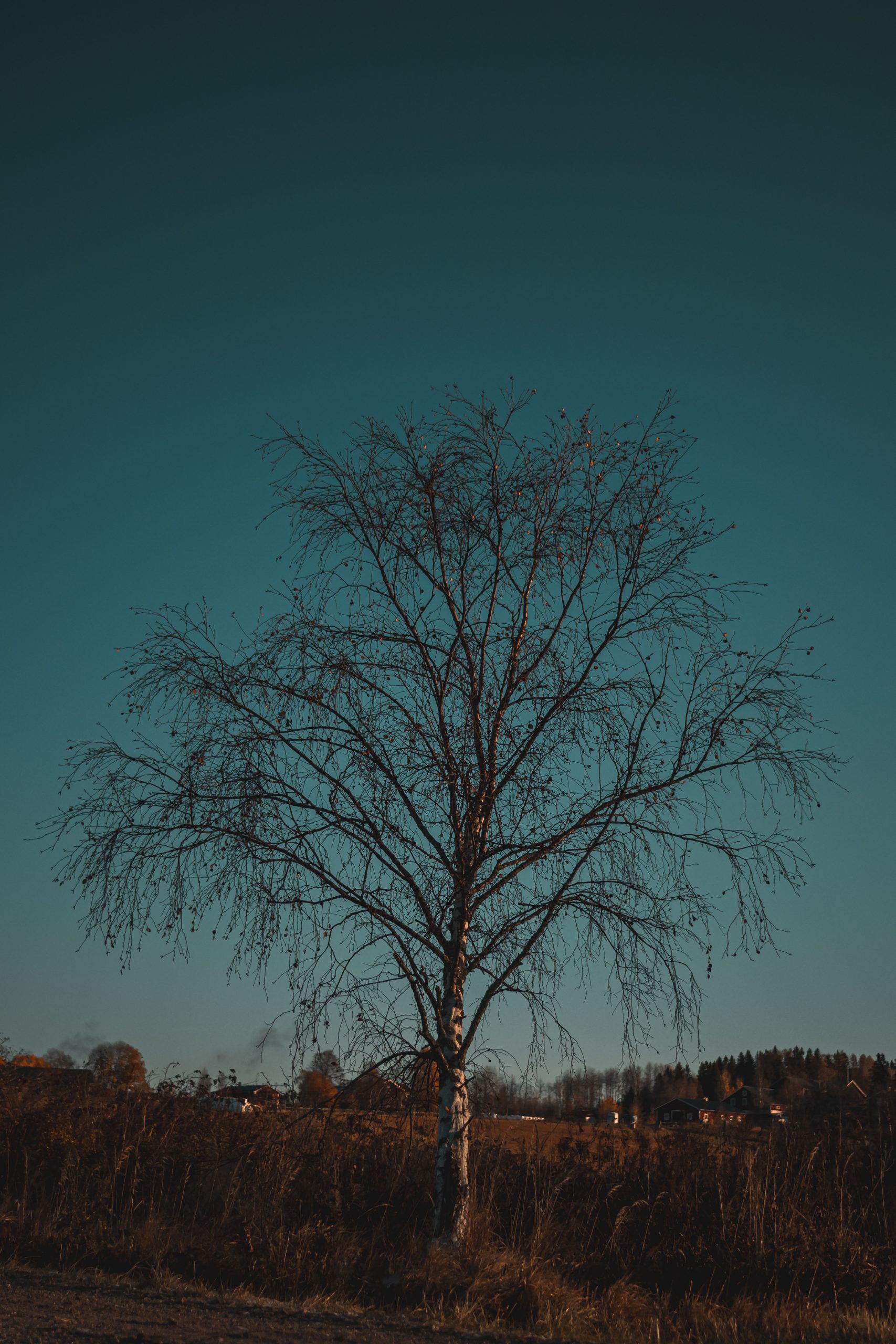 autumn tree