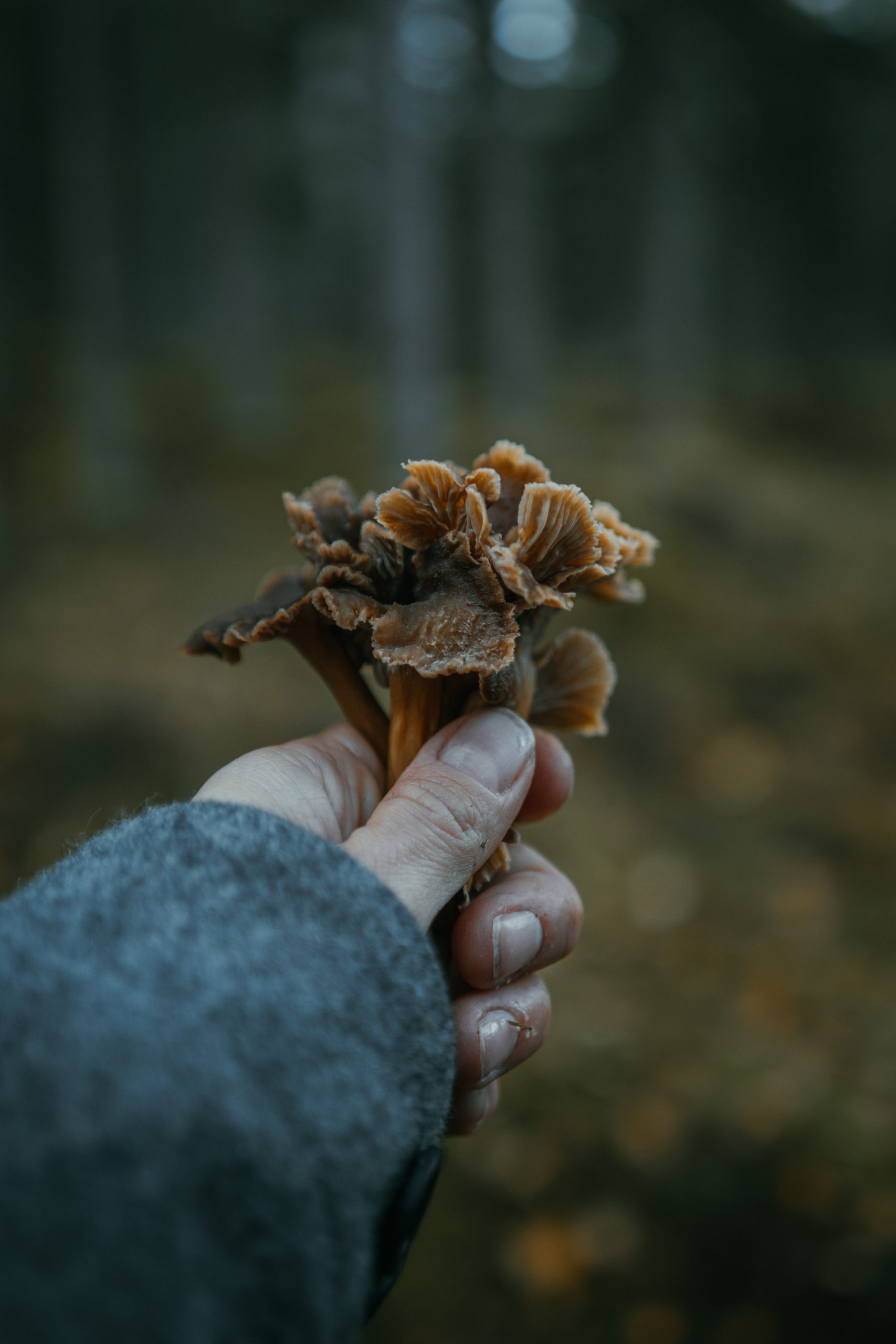 autumn chanterelles
